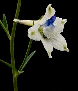 Delphinium leucophaeum - Pale Larkspur 4580